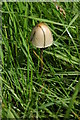 SO7923 : Toadstool in a field at Hartpury by Philip Halling