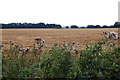 Field near Breadsell Farm