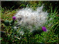 Spear thistle (Cirsium vulgare)