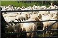 Corraled sheep near Bryn Ddol