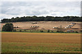 Pig farming at Rushbrooke