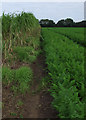 Carrot tops, near Market Weighton