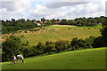 Horses grazing at Speen