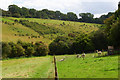 Pasture at Speen