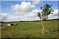 Farmland at Caulside