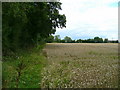 Edge of wheat field