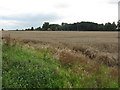 Footpath to Croome Perry Wood