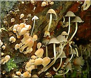 J4681 : Fungus, Crawfordsburn Glen (16) by Albert Bridge