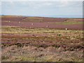 NY8755 : Line of grouse butts on Burntridge Moor by Mike Quinn