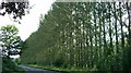 Orchard barrier trees A360 near Black Dog Farm