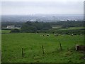 Cattle, Hill Farm, Thornhill, Cardiff