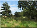 NZ1680 : Field gate, near Saltwick,  Northumberland by Norman MacKillop