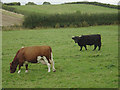 SP6692 : Red and white and black cattle by Alan Murray-Rust