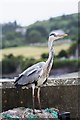 V9331 : Heron on the lookout by Andrew Wood