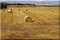 Harvest Scene