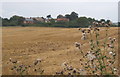 Field near Church End, Shotley