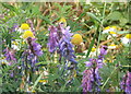 Vetch and mayweed beside footpath