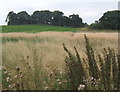 Field rising south of the Orwell