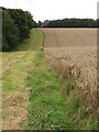 SU8390 : Barley by Hillgreen Wood, near Marlow Bottom by David Hawgood