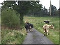 Cattle on farm track