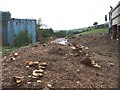 Toadstools on woodchips