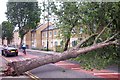 Fallen Tree Abbott Road June 2004