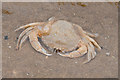 SD2813 : Crab by Gary Rogers