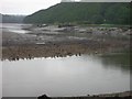 Canada Geese on the mud bank