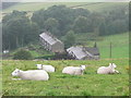 Sheep and Grotto Terrace, Warley