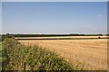 Long narrow strip of woodland masking Sutton Down Farm