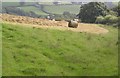 Hay making