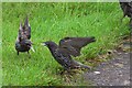 H4672 : Squabbling starlings by Kenneth  Allen