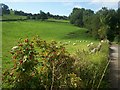 Rose hips and sheep in Coombs Dale