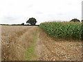 SU8390 : Maize and barley near Handy Cross by David Hawgood