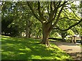 Alexandra Park, Bath