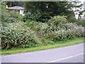 House hidden behind overgrown garden