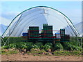 Strawberry picking