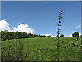 Hillside near Cradley Hall Farm