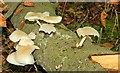 Fungus, Helen