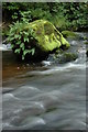 NY3139 : Boulder in Whelpo Beck by Philip Halling