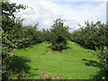 Orchard near Marley Hall