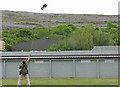 M2305 : Ailwee falconry centre by C Michael Hogan
