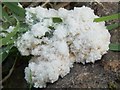 NS3878 : A slime mould - Mucilago crustacea by Lairich Rig