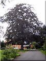 Superb Copper Beech