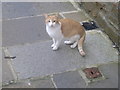 An Orkney cat in Stromness