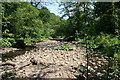 River Brock  In Boggy Wood