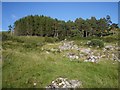 Woods around Allt Bad na t-Sagairt