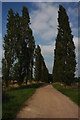 Avenue of Poplars, Forthampton