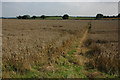 Footpath to Chaceley