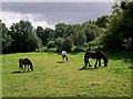 Ponies near Sherrington